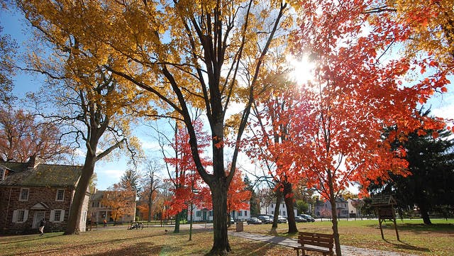 This image shows a tree with yellow and orange fall leaves in Washington Crossing Historic Park.