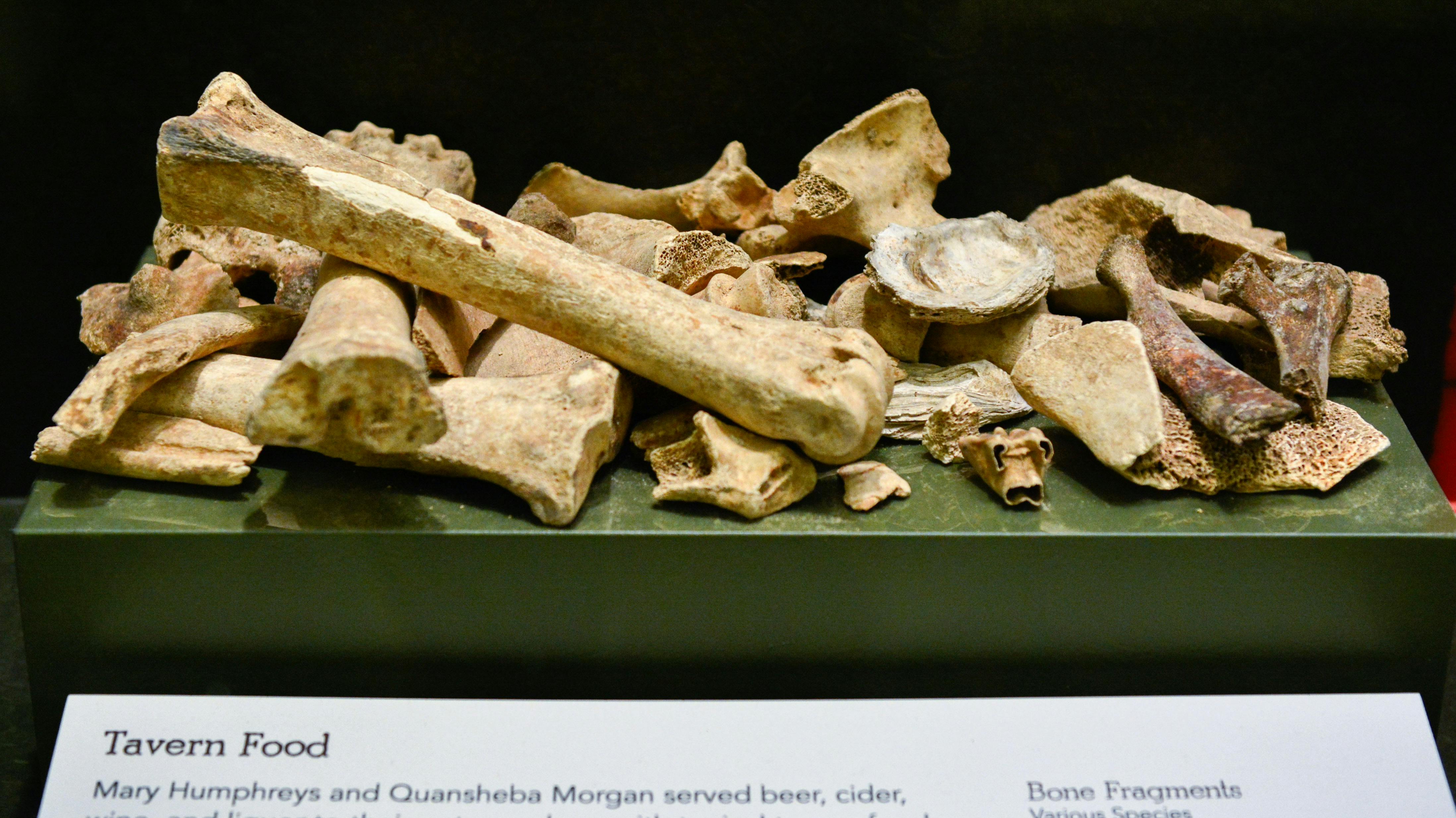 IThis image shows an number of fragments of animal bones and shells found in a privy pit at the site of the Museum.